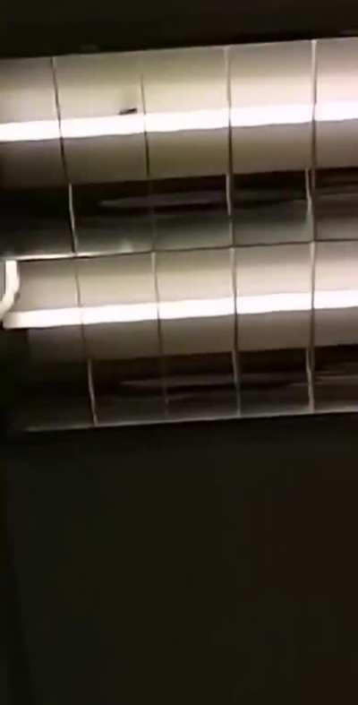 A hornet flew into my chem lesson