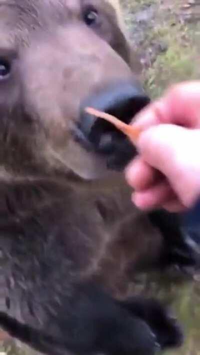 Getting a bit too friendly with those teeth