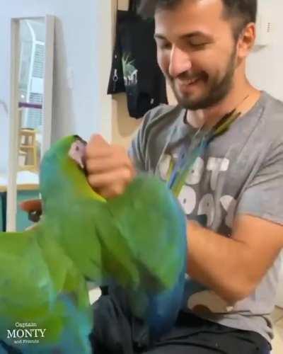 Playing with Macaws