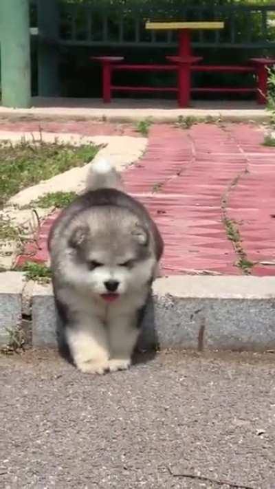 Poor Doggie 🐶 Somebody help!