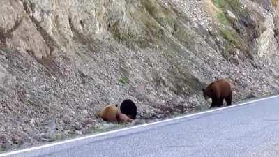 Elk calf crying while it gets eaten alive by Black Bear cubs