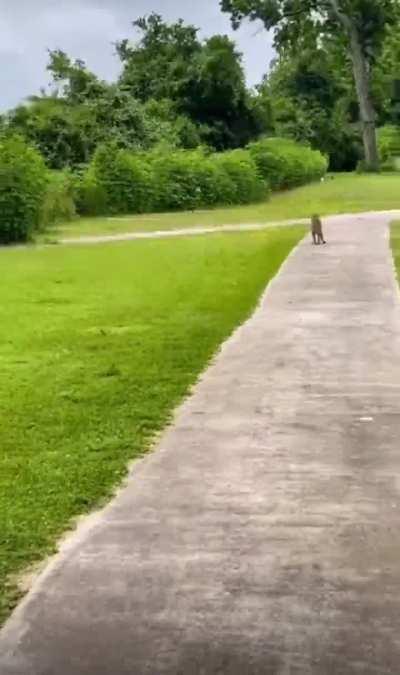 Ree-bees, drugs, or snake bite?