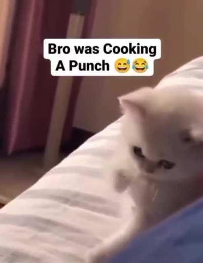 Muhammad Ali came back as a cat