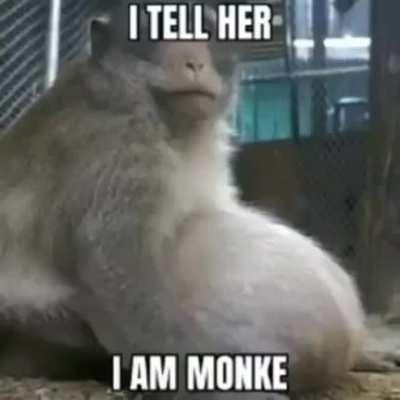 monkes rule