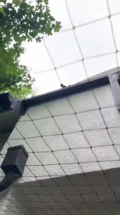 The good the bad and the squirrel