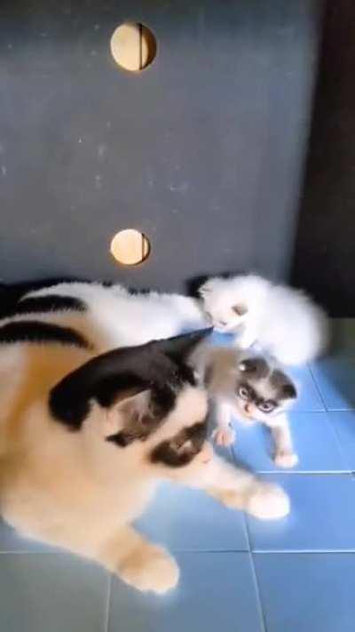 Omg literal cat burglars!