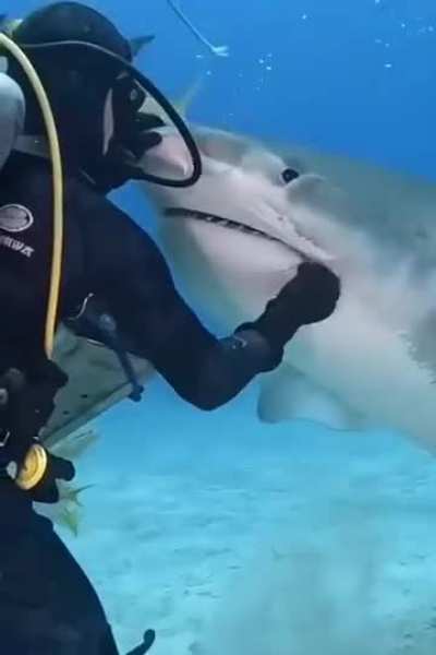 Diver helping a shark removing a hook