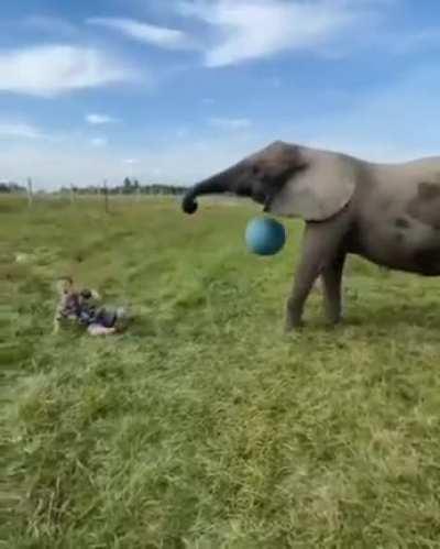 elephant kickball!