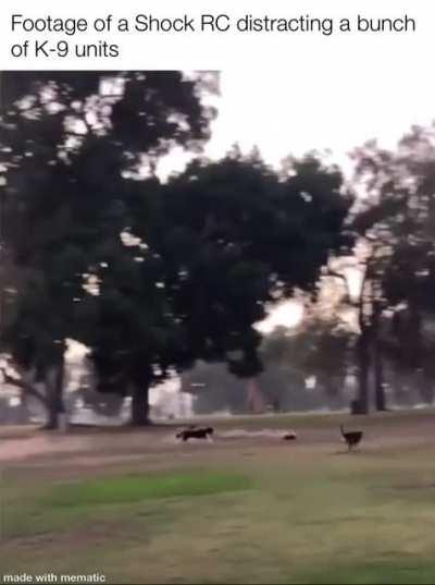 K9 Unit: they do me a bamboozle