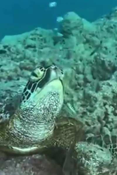 Sea turtle sleeping 🥰
