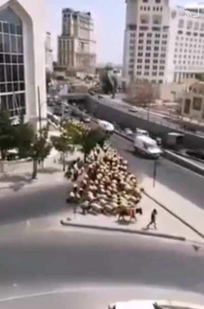 Traffic problems in Jordan