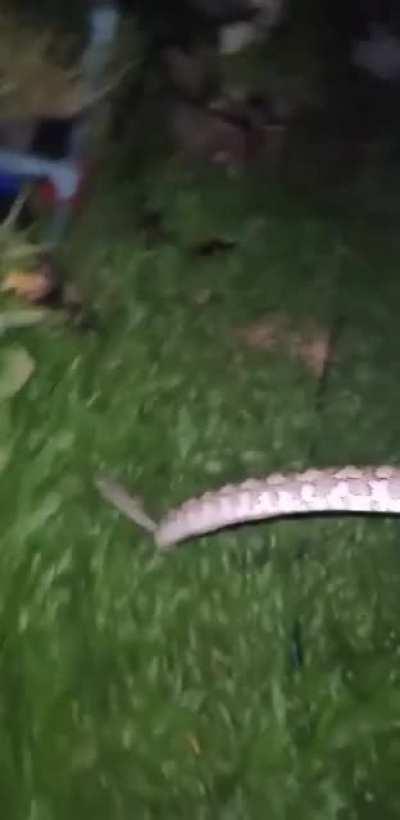Man finds snake trying to eat his pet birds