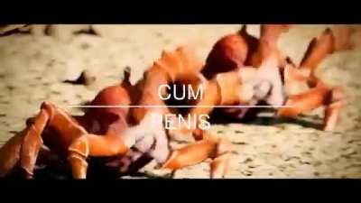 Cum penis