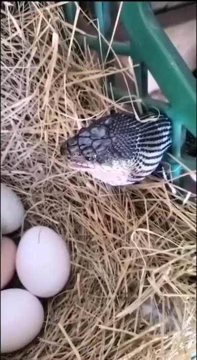 to swallow an egg