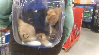 Bubble Cat (walmart encounter)