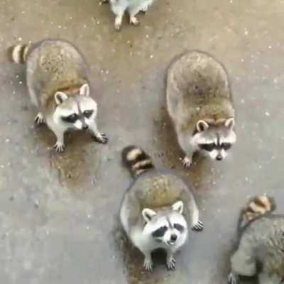 If I may be so bold as to trouble you for some treats