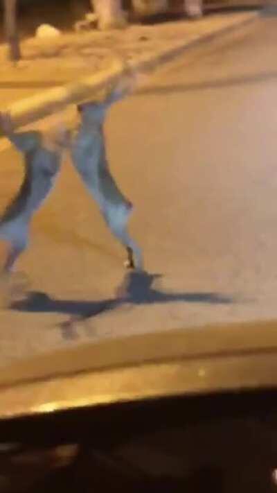 Tavşan dövüşüüü!