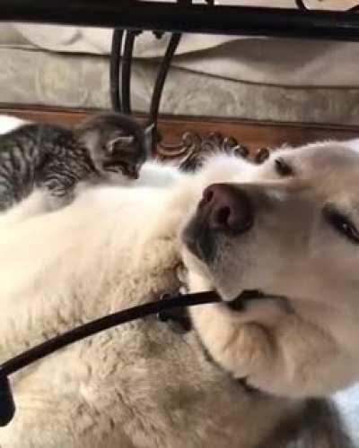 Meowntain climbing. Snow looks ruff today