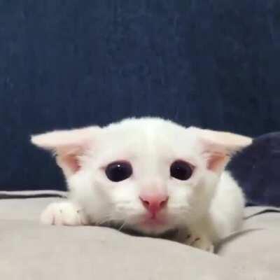 Aim, twitch, attack!