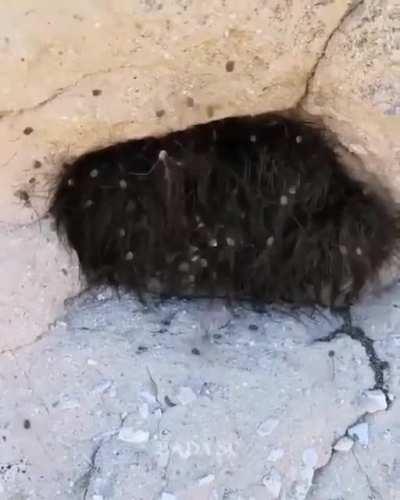 Colony of daddy long legs