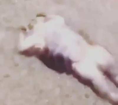 Só os Pit de raça 😡