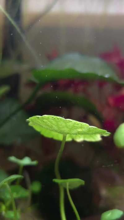 Aquatic plant producing oxygen.