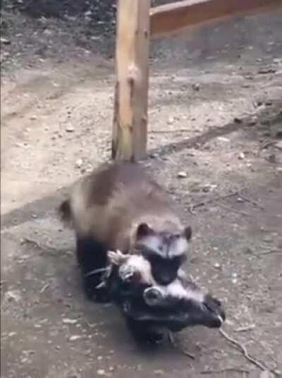 Wolverine causally carrying a goat’s head