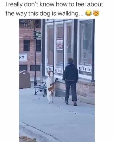 Just walk with confidence, and you’ll blend in anywhere