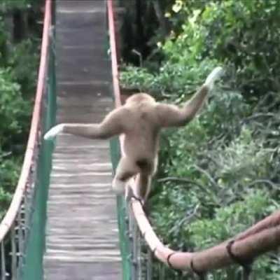 Monkey shows some pretty skills