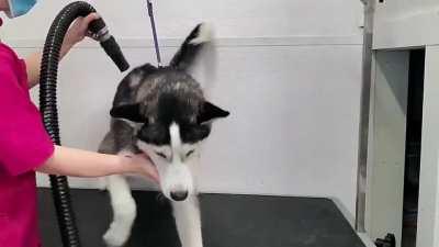 Hilarious dramatic Husky throws a temper tantrum