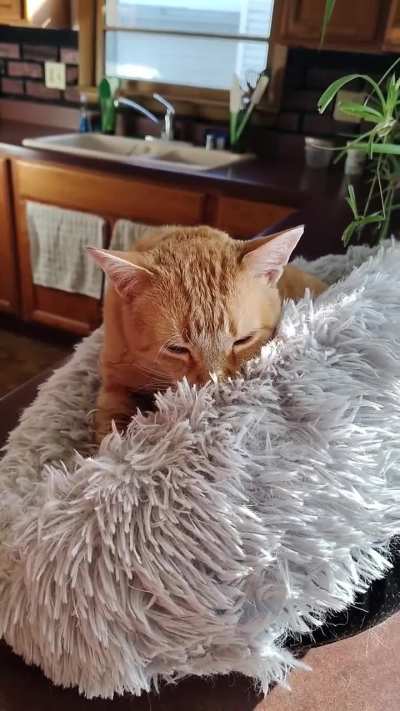 Biscuits with a drive by kitten.