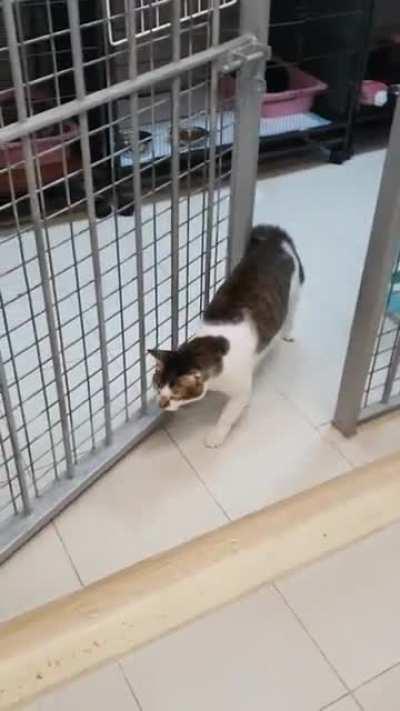 Convicted cat burglar escapes imprisonment.