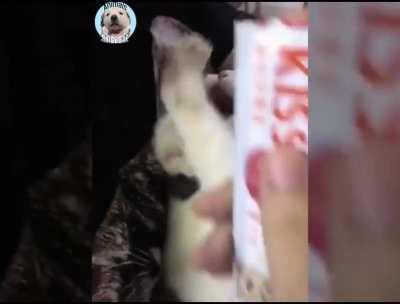 Best Cat tantrum you will see in your life