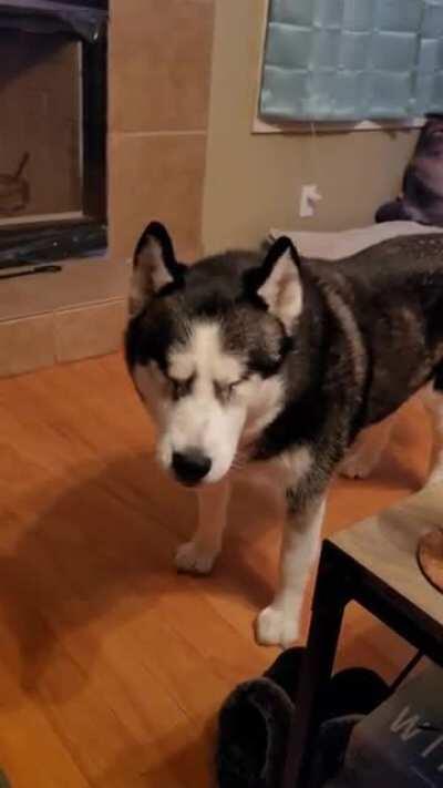 Bailey the Blind arguing with German Shephard from a video