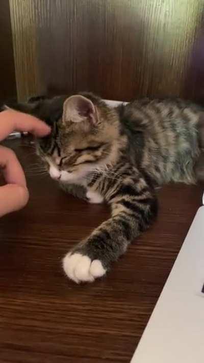 Enjoys a nice head rub after not letting me work at my desk