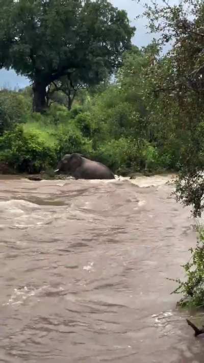 🔥 At the last moment, elephant mom managed to save her calf from being swept away by the swollen river in Kruger National Park