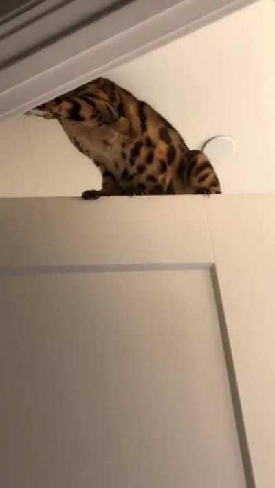 How do I stop my cat from doing this to doors? Wrong answers only pls