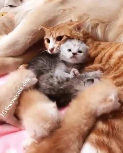 One big, blended family