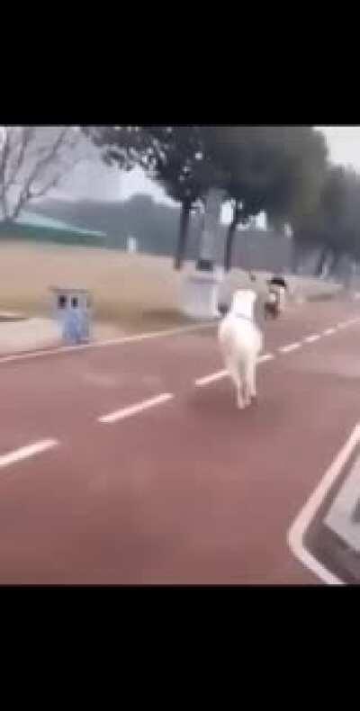 You want to ride here? Well fuck you