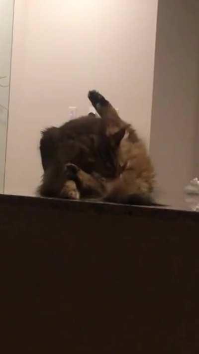 This A-hole, licking his A-hole on the only surface in the house he isn’t allowed on