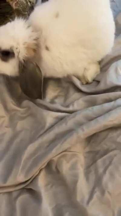 Penelope, 10 weeks old and two weeks with us, doin some spins.