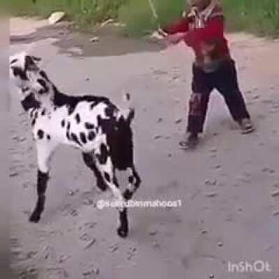 parent letting kid beat a baby goat