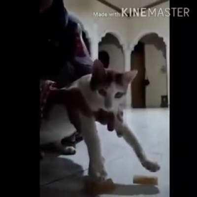 New ability unlocked: Fly