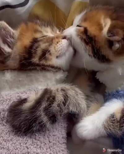 Sleeping with your siblings be like