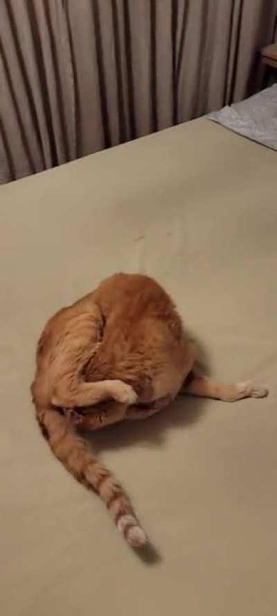 He does that since he's a kitten. #Touche #yellowcats