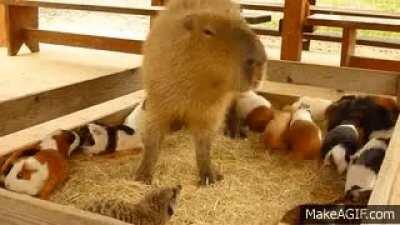 Annoying the rabbits