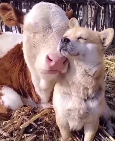 Big boye and small boye