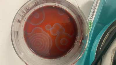 Belousov-Zhabotinsky reaction