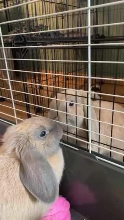 Just adopted our second bunny Bowy. Let the bonding between Pip & Bowy begin ❤️