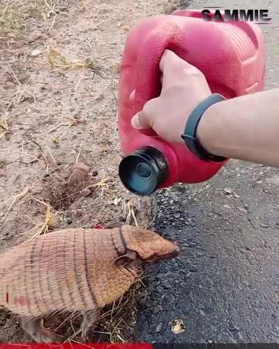 Thirsty Armadillo Quenches Thirst